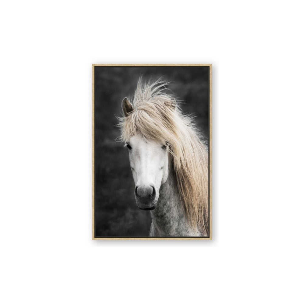 Stallion 