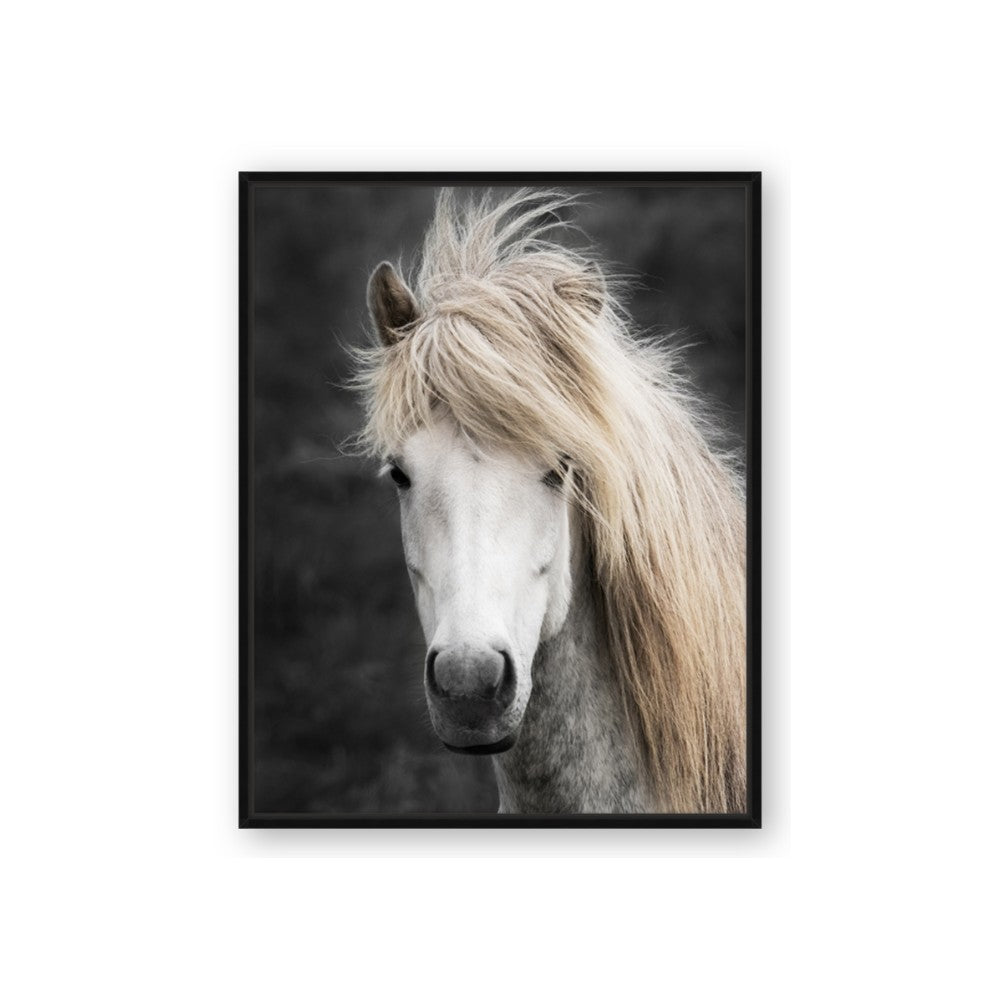 Stallion 