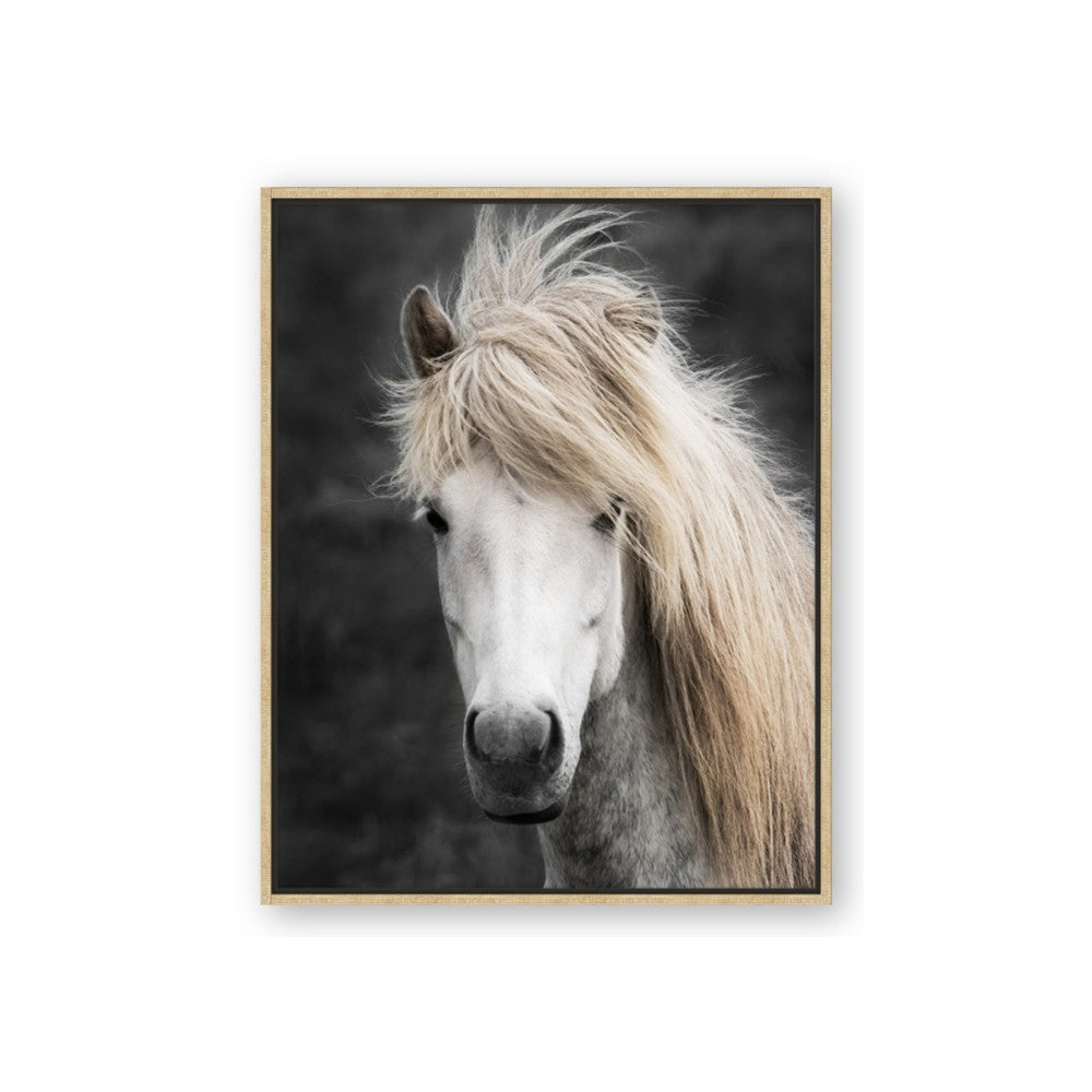 Stallion 