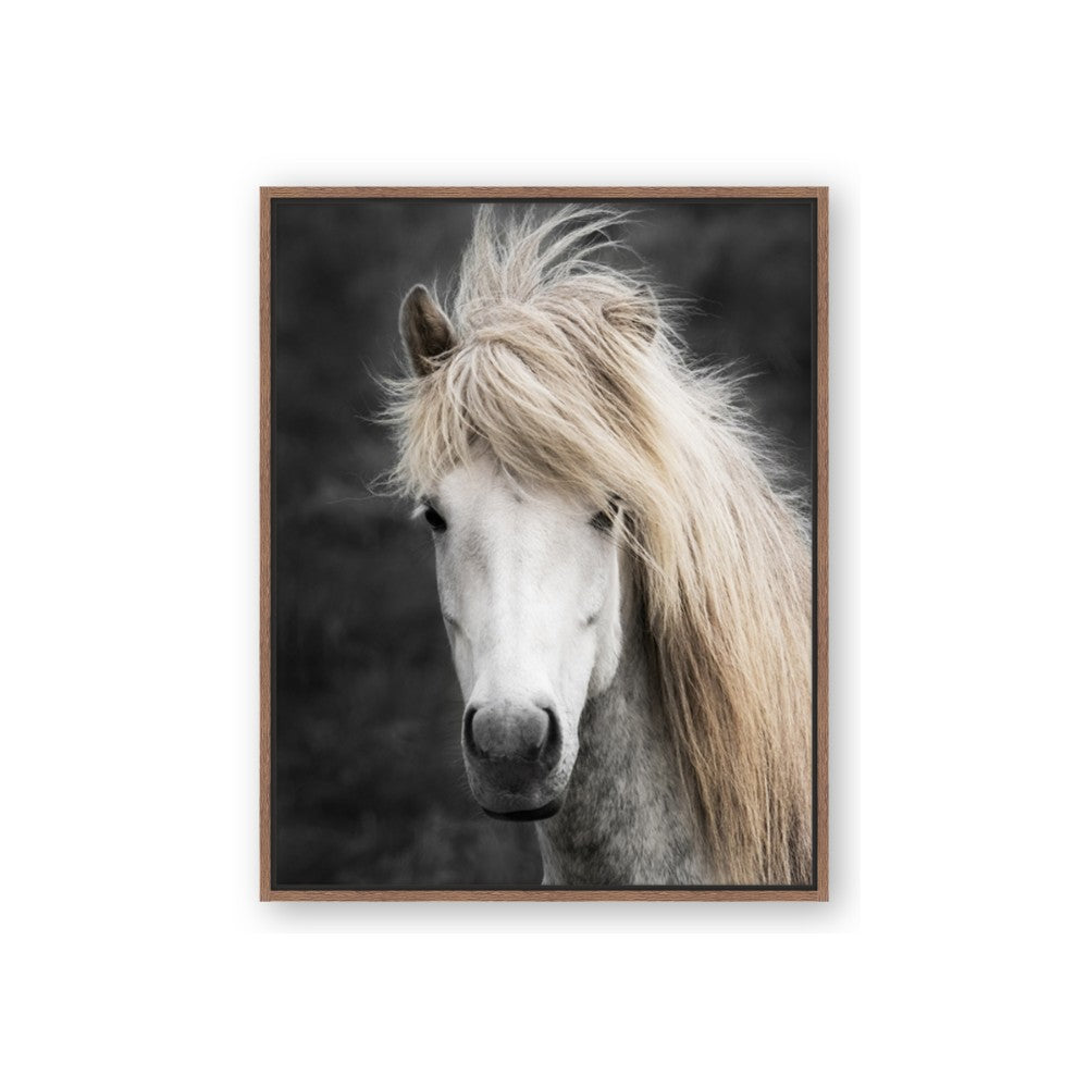 Stallion 