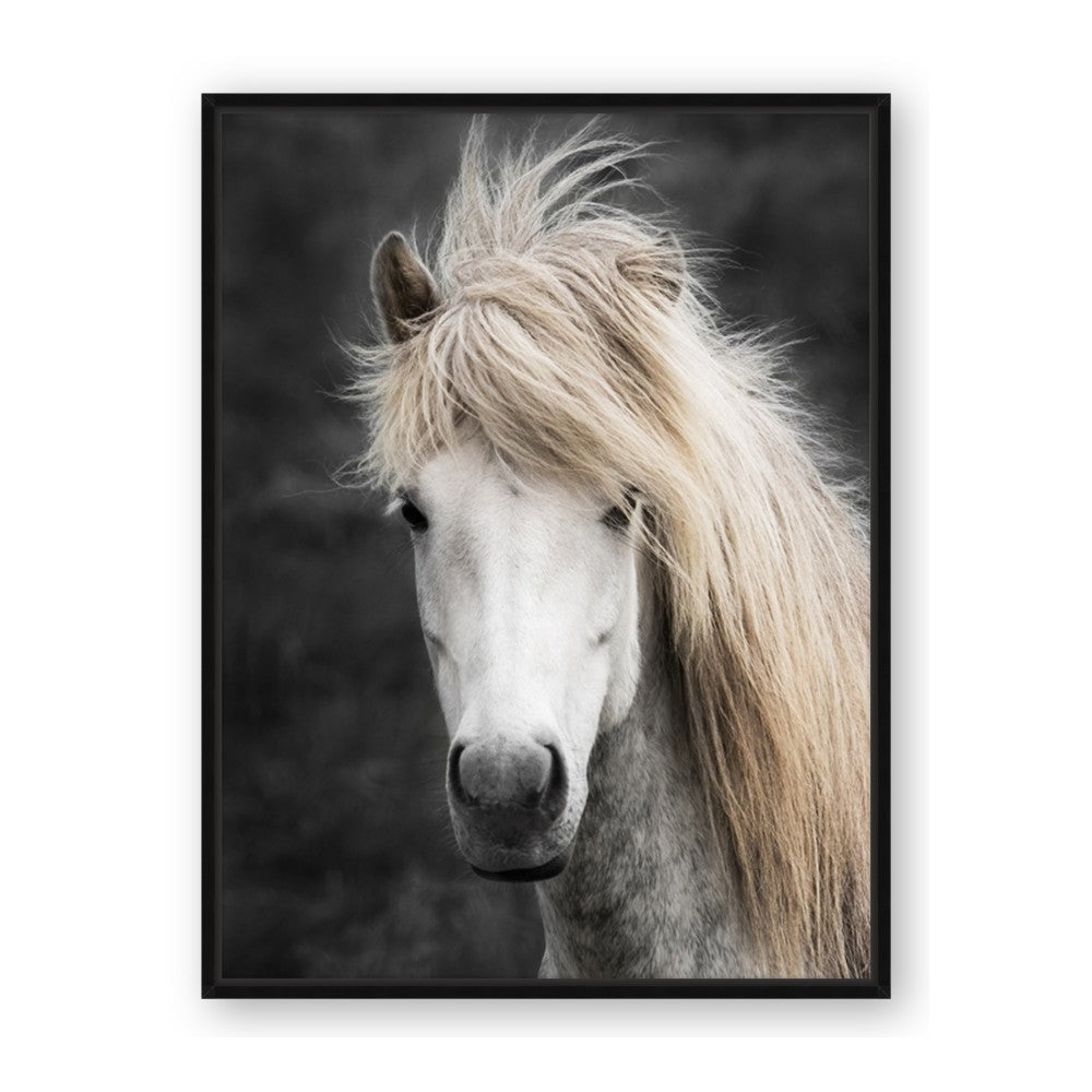 Stallion 