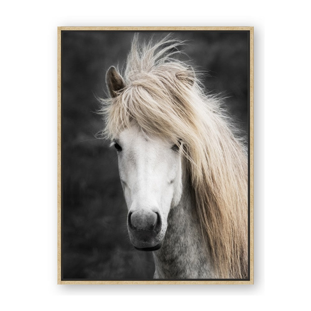 Stallion 