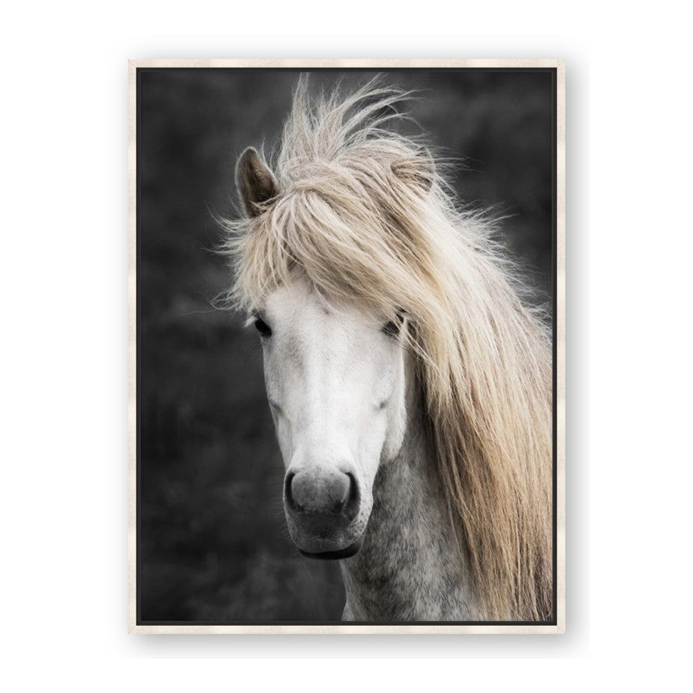Stallion 