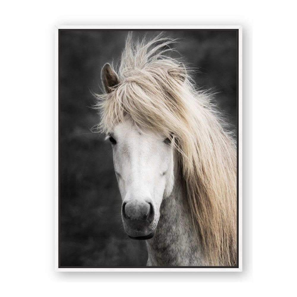 Stallion 