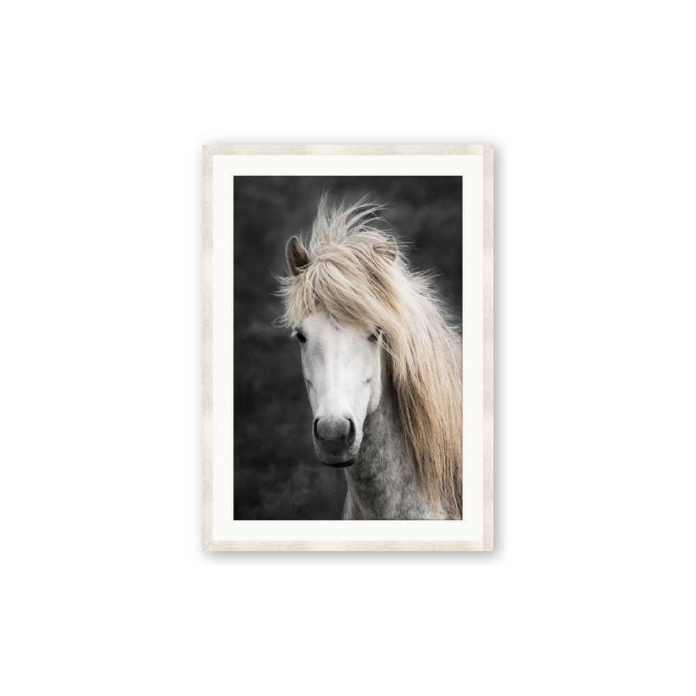 Stallion 