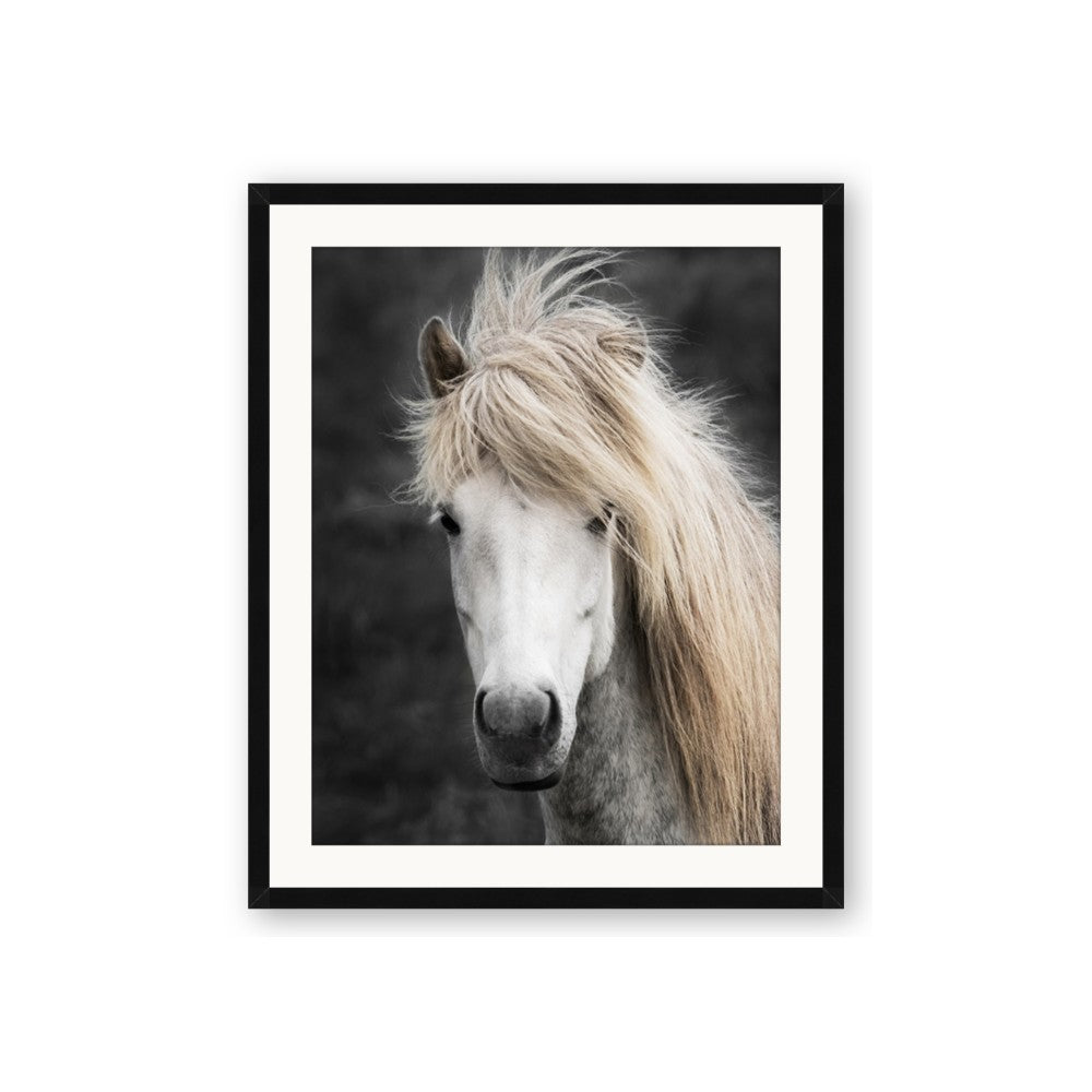 Stallion 