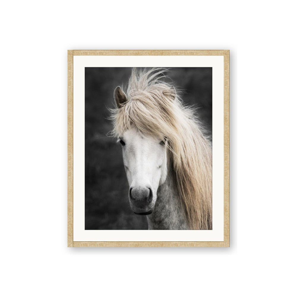 Stallion 