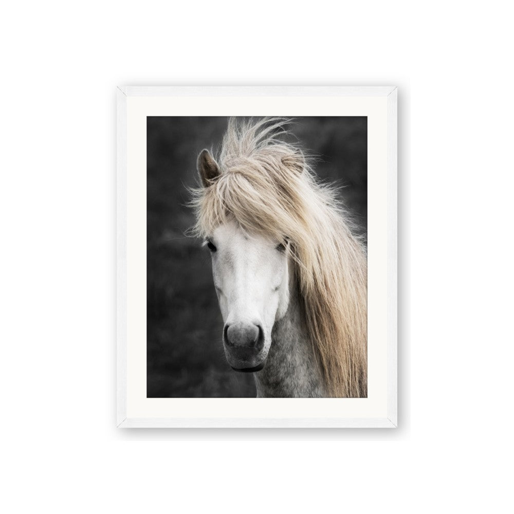Stallion 