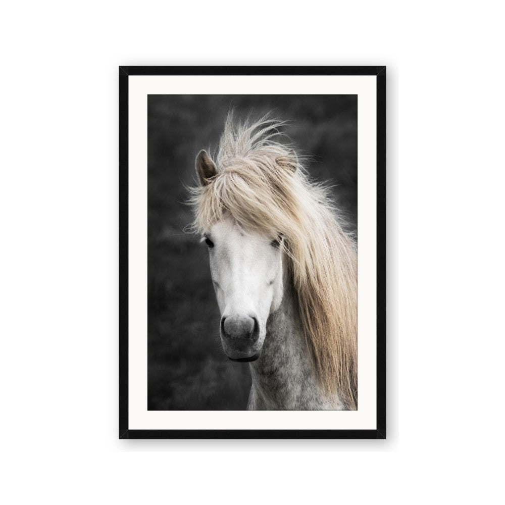 Stallion 