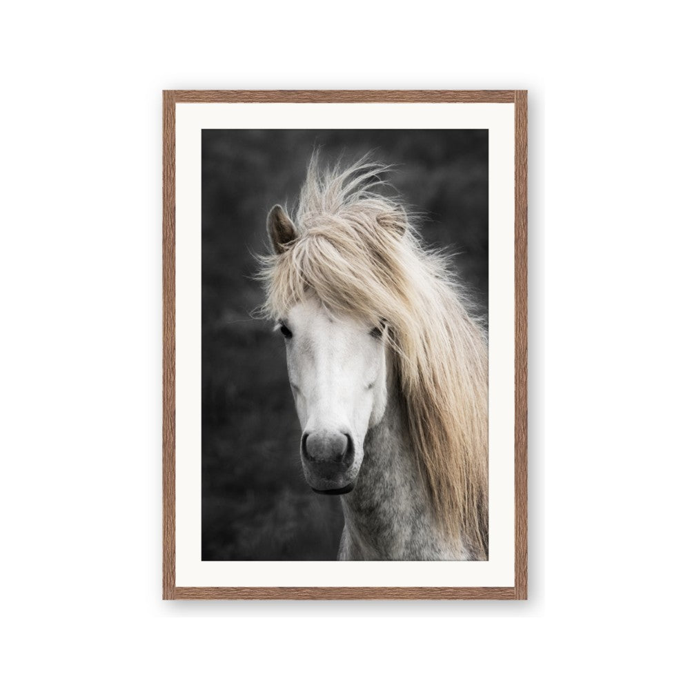 Stallion 