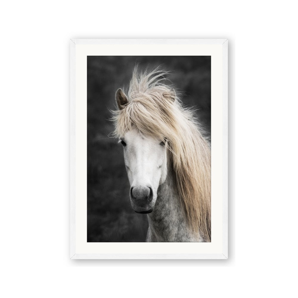 Stallion 
