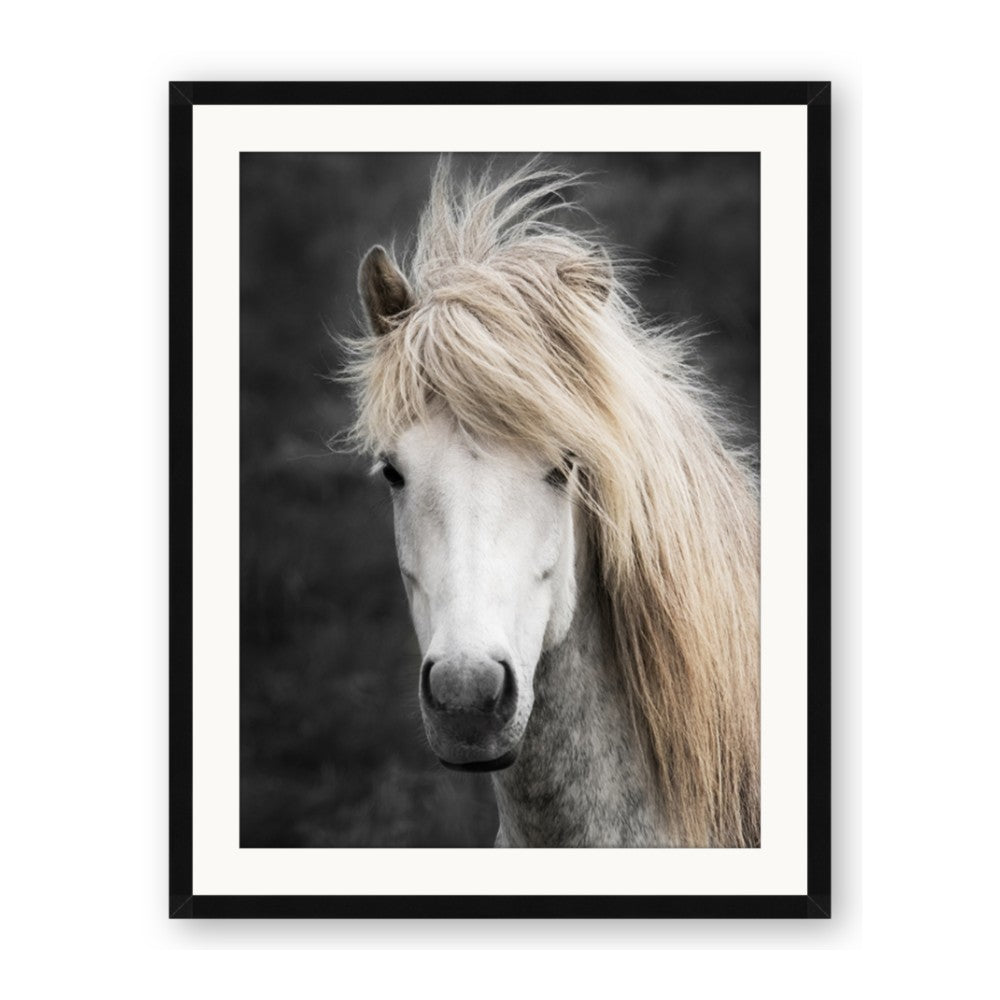 Stallion 