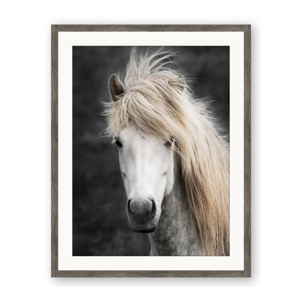 Stallion 