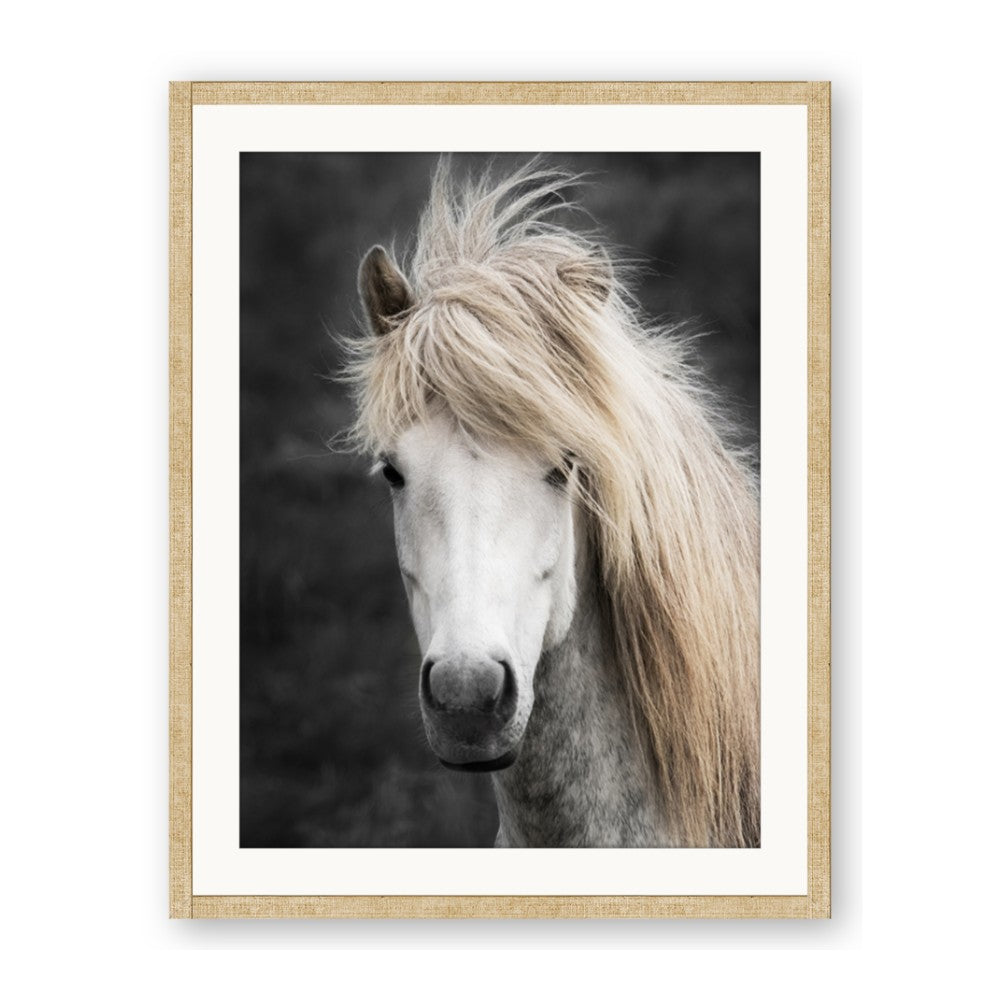 Stallion 