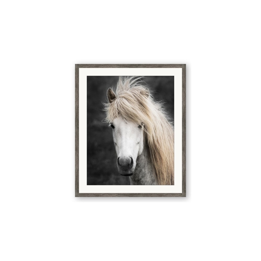 Stallion 