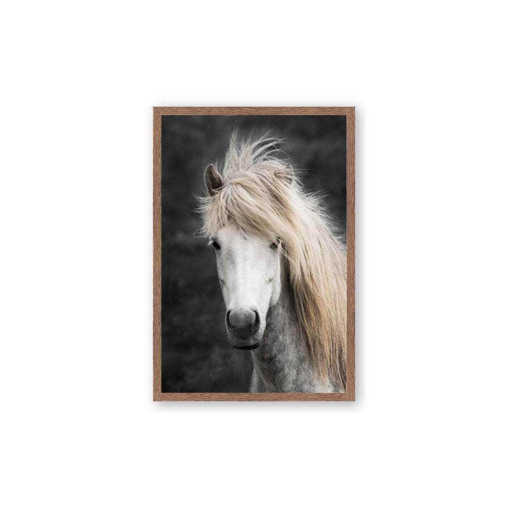 Stallion 