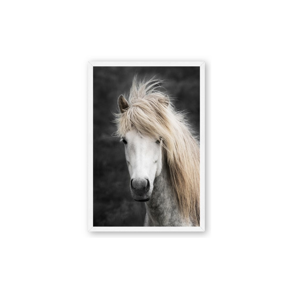 Stallion 