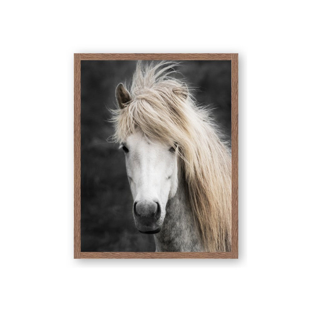 Stallion 