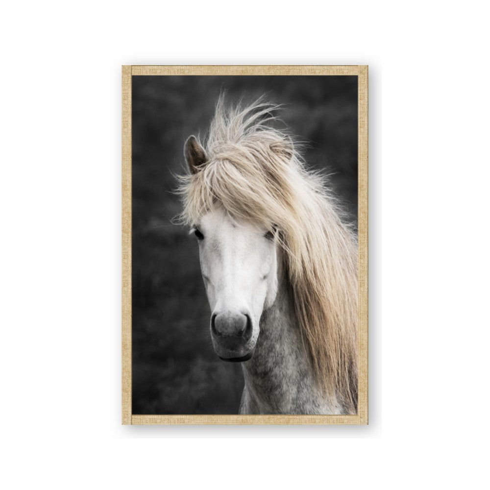 Stallion 