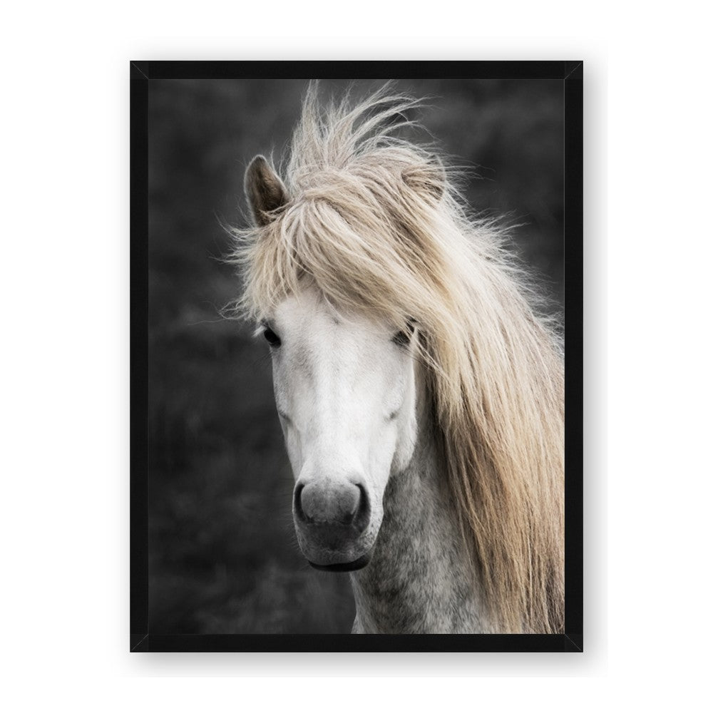Stallion 