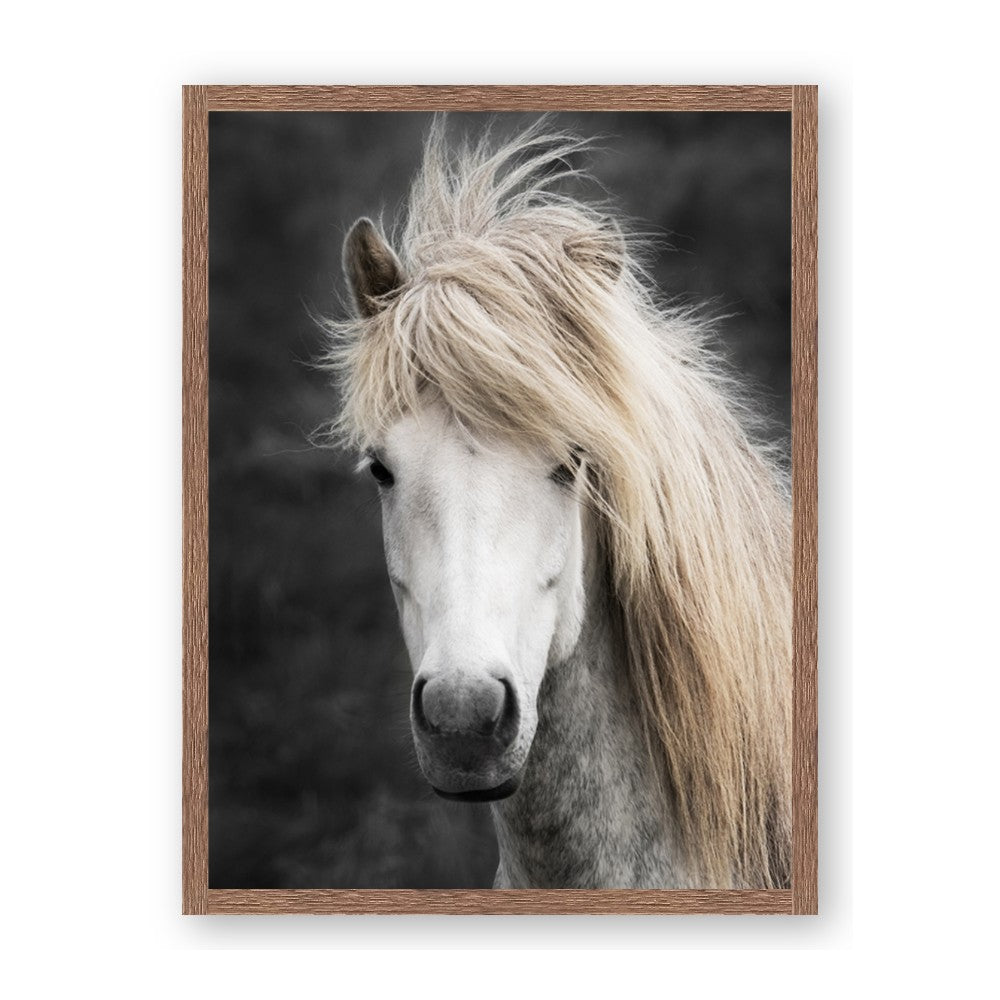Stallion 