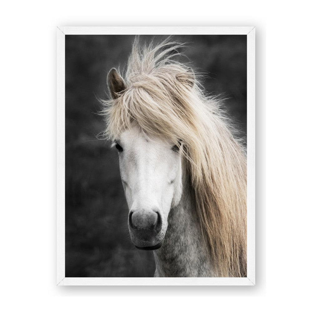Stallion 