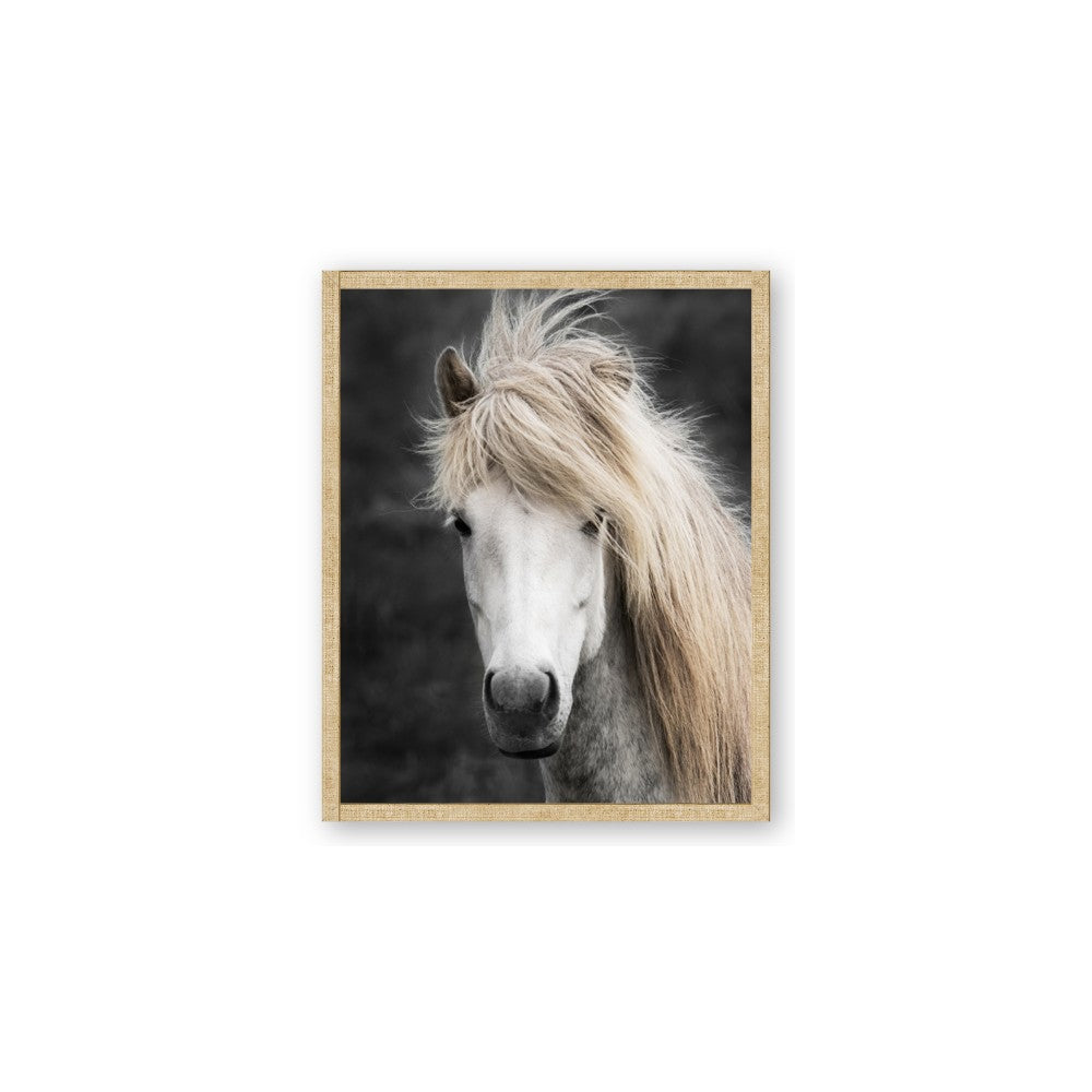 Stallion 