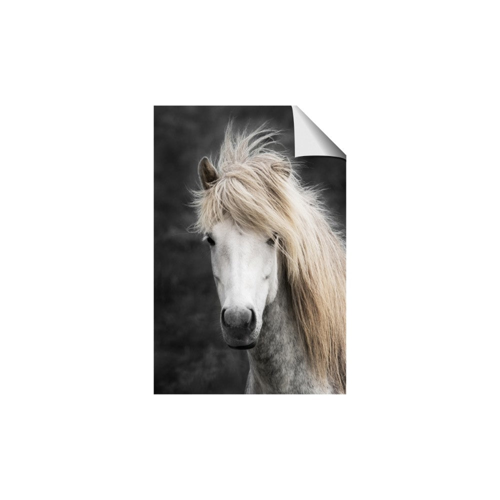 Stallion 