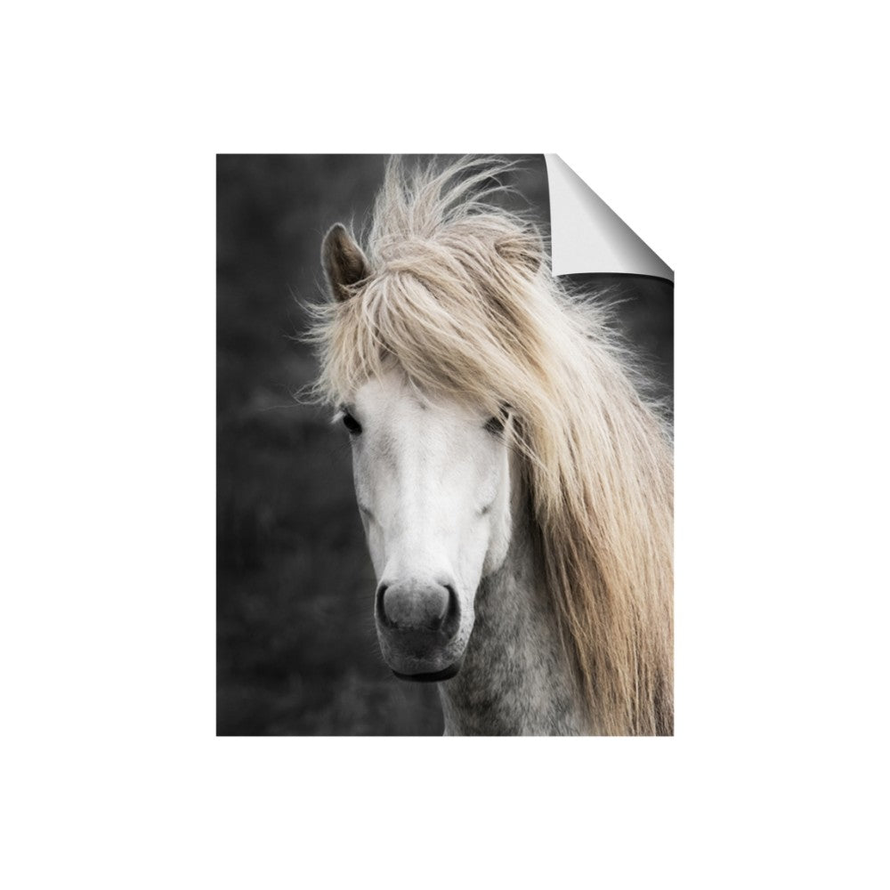 Stallion 