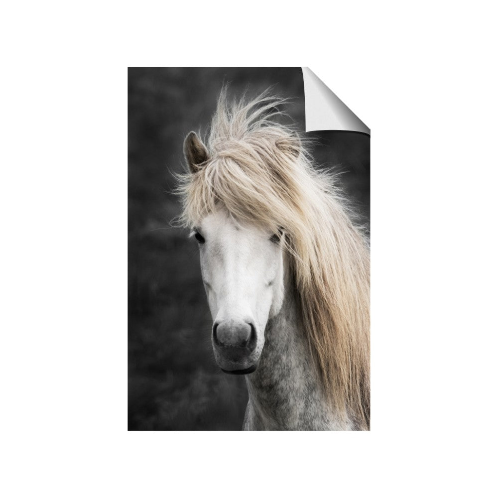 Stallion 