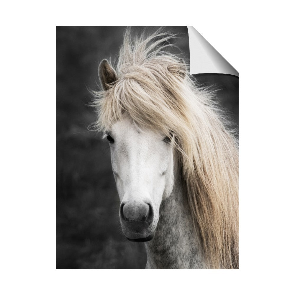 Stallion 