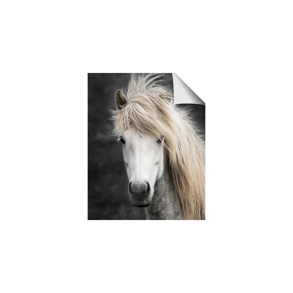 Stallion 