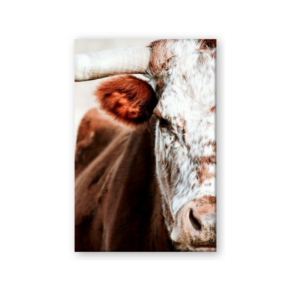 Brown & black Cattle