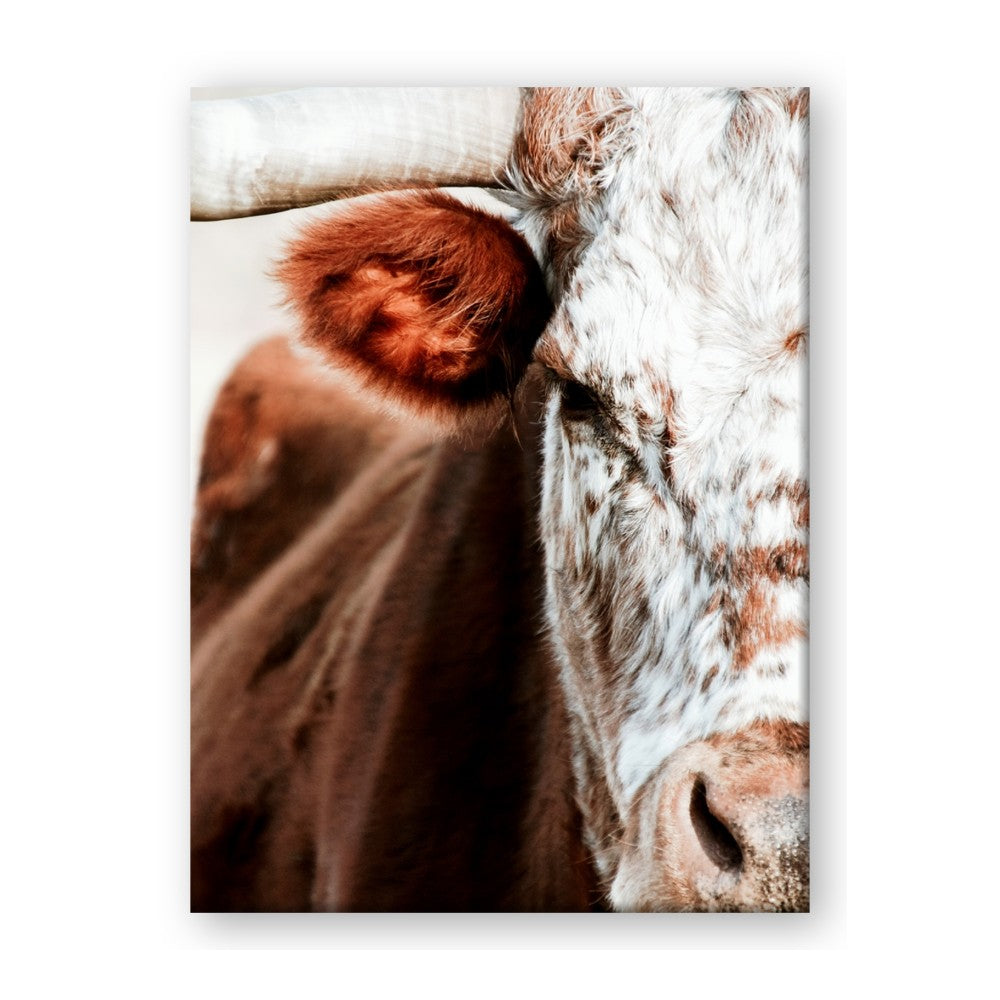 Brown & black Cattle