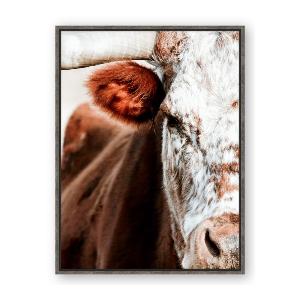 Brown & black Cattle