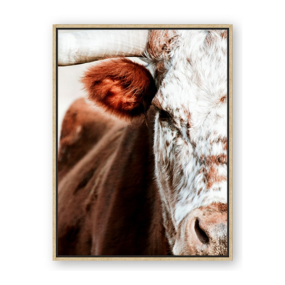 Brown & black Cattle