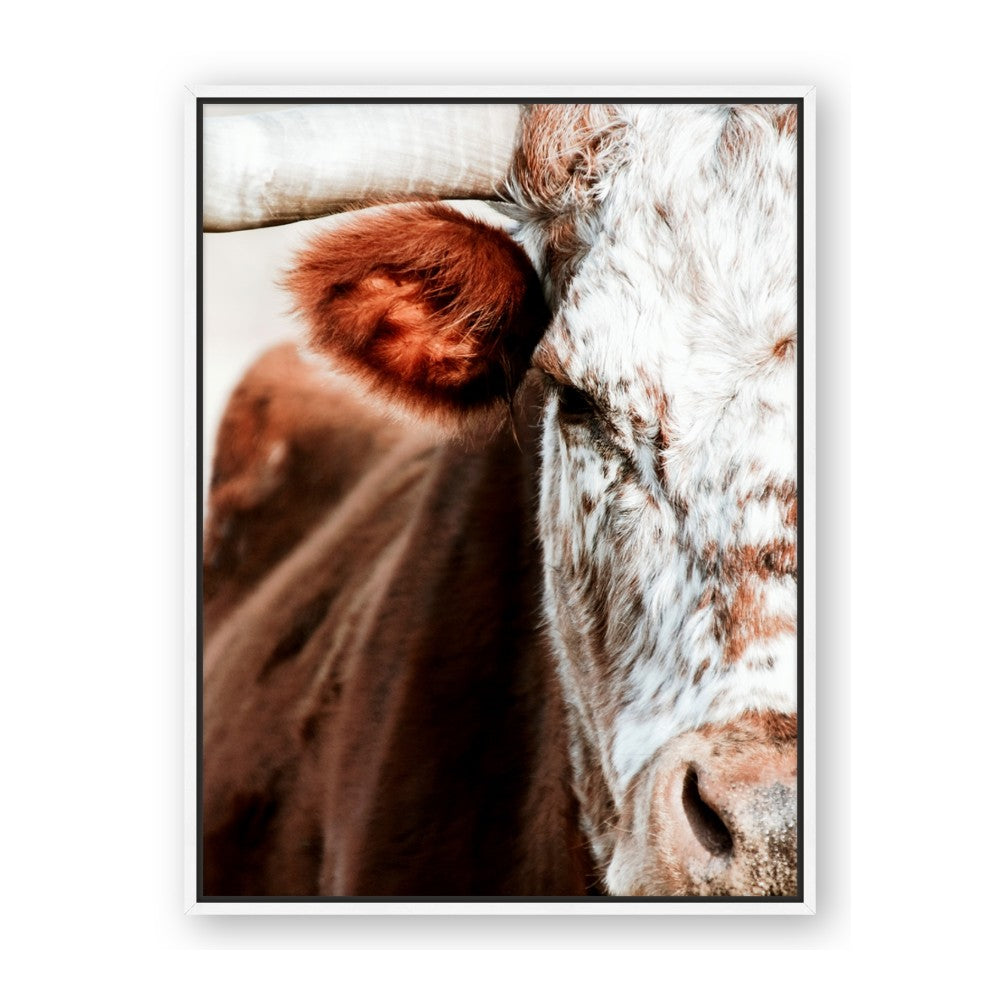 Brown & black Cattle