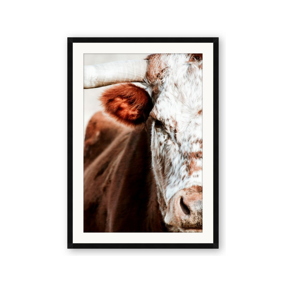 Brown & black Cattle