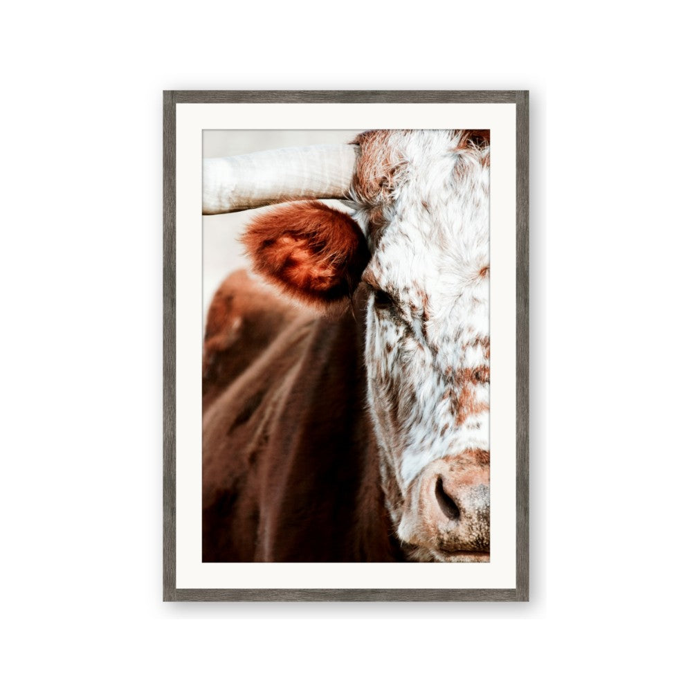 Brown & black Cattle