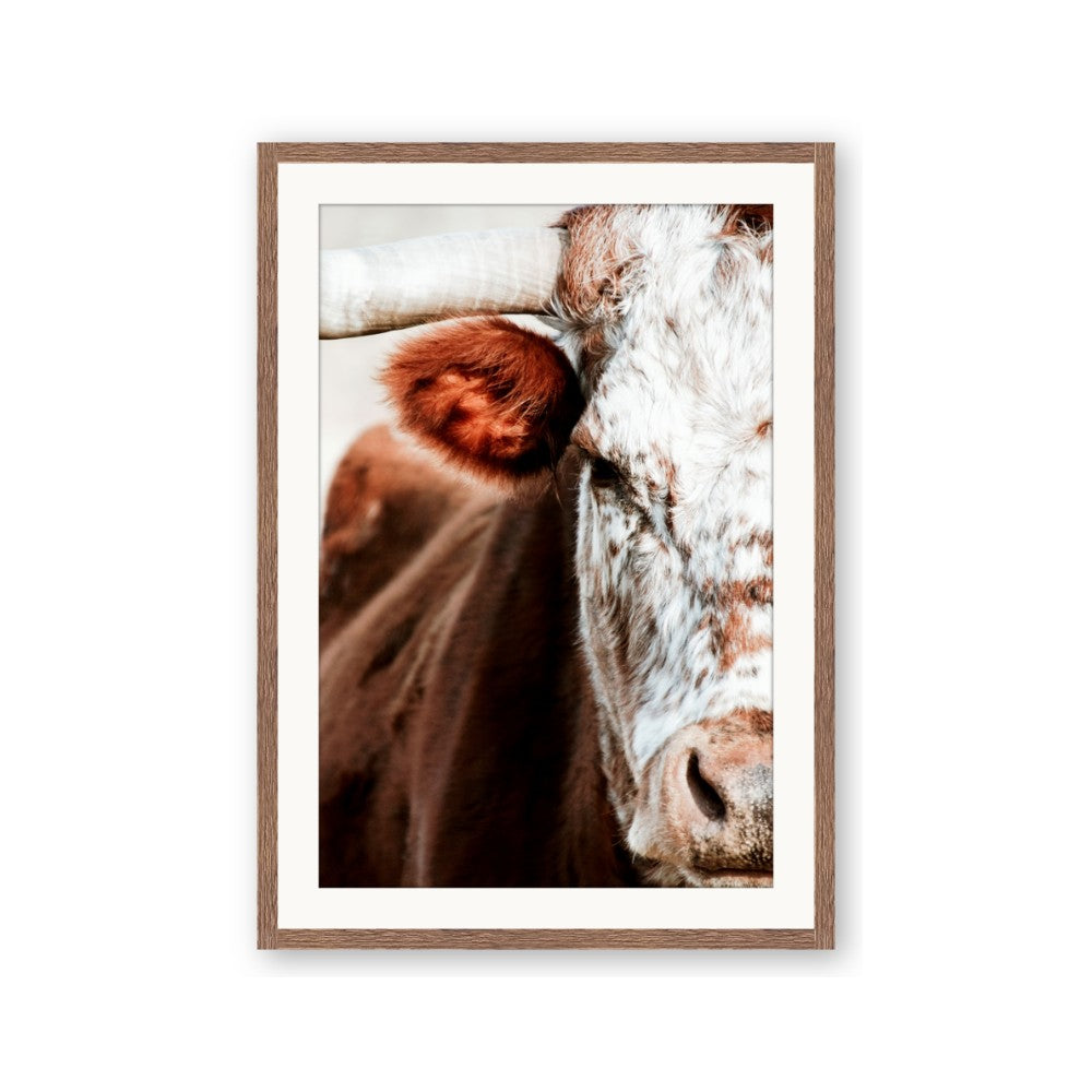 Brown & black Cattle