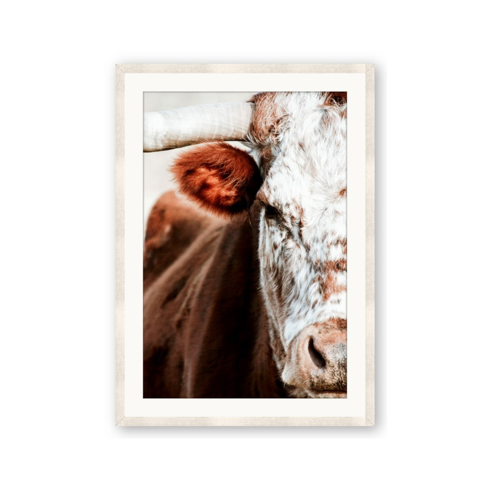 Brown & black Cattle