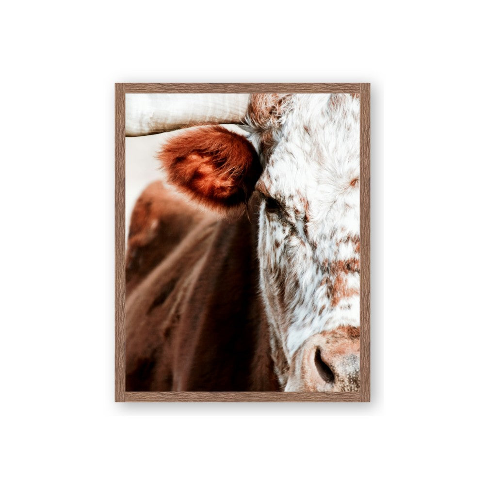 Brown & black Cattle