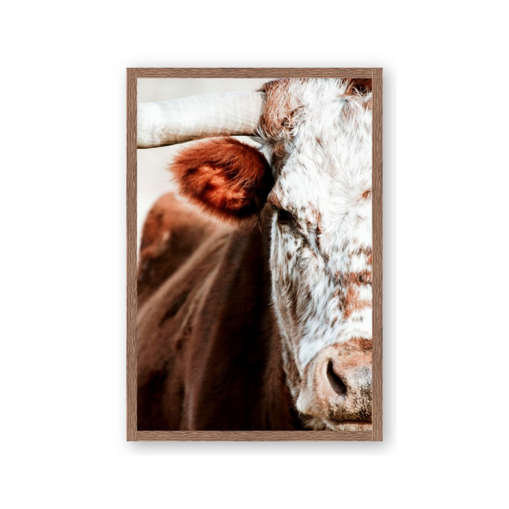 Brown & black Cattle