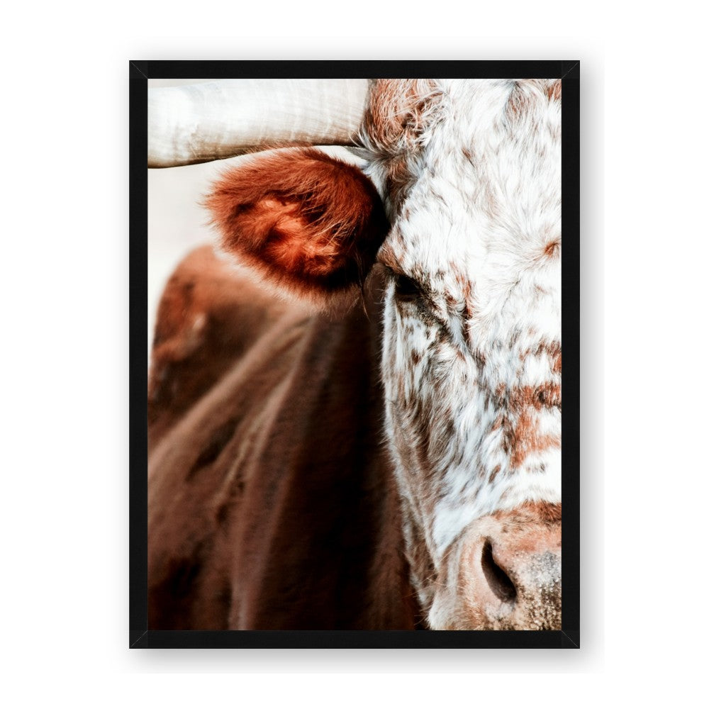 Brown & black Cattle