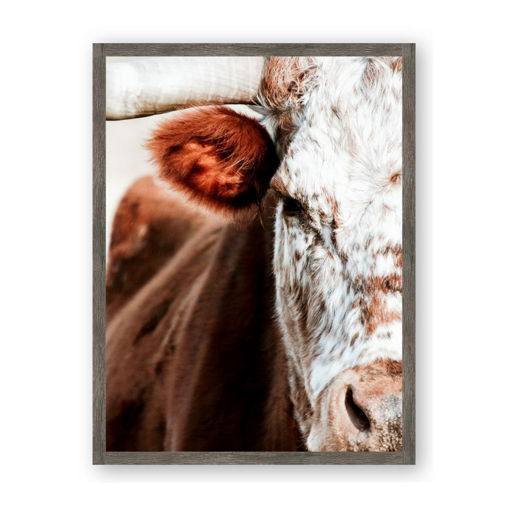 Brown & black Cattle