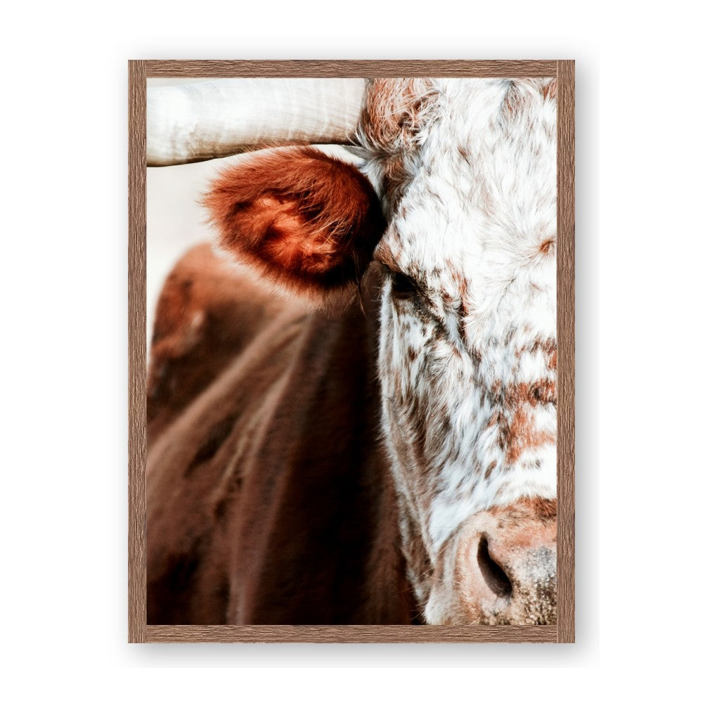 Brown & black Cattle