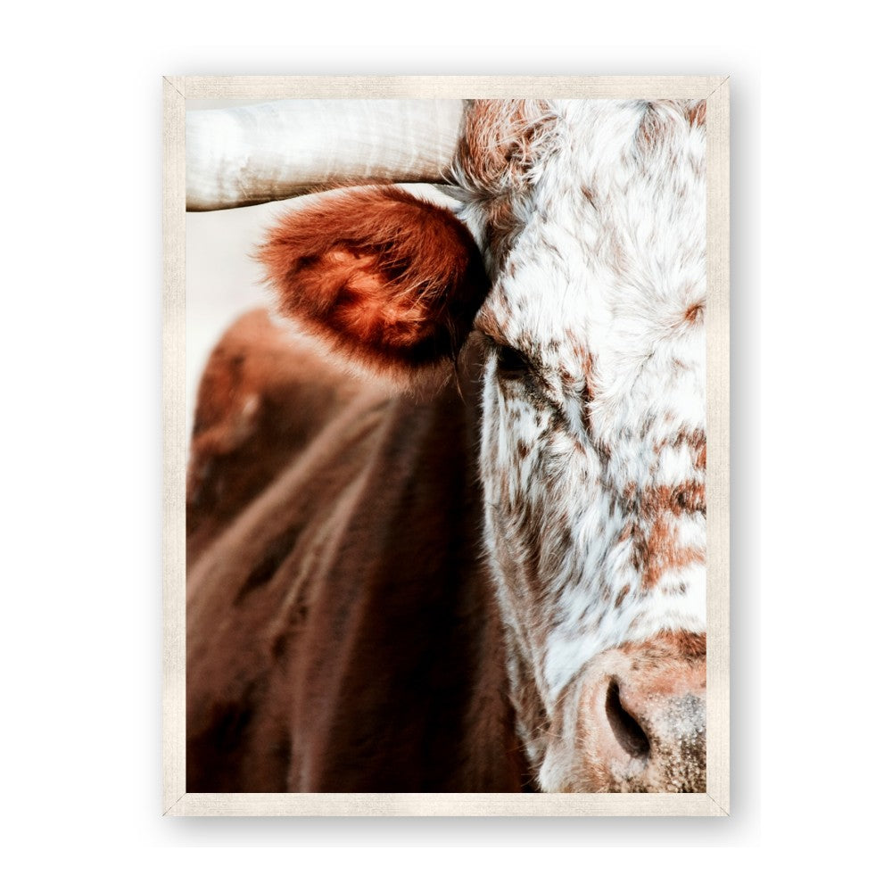 Brown & black Cattle