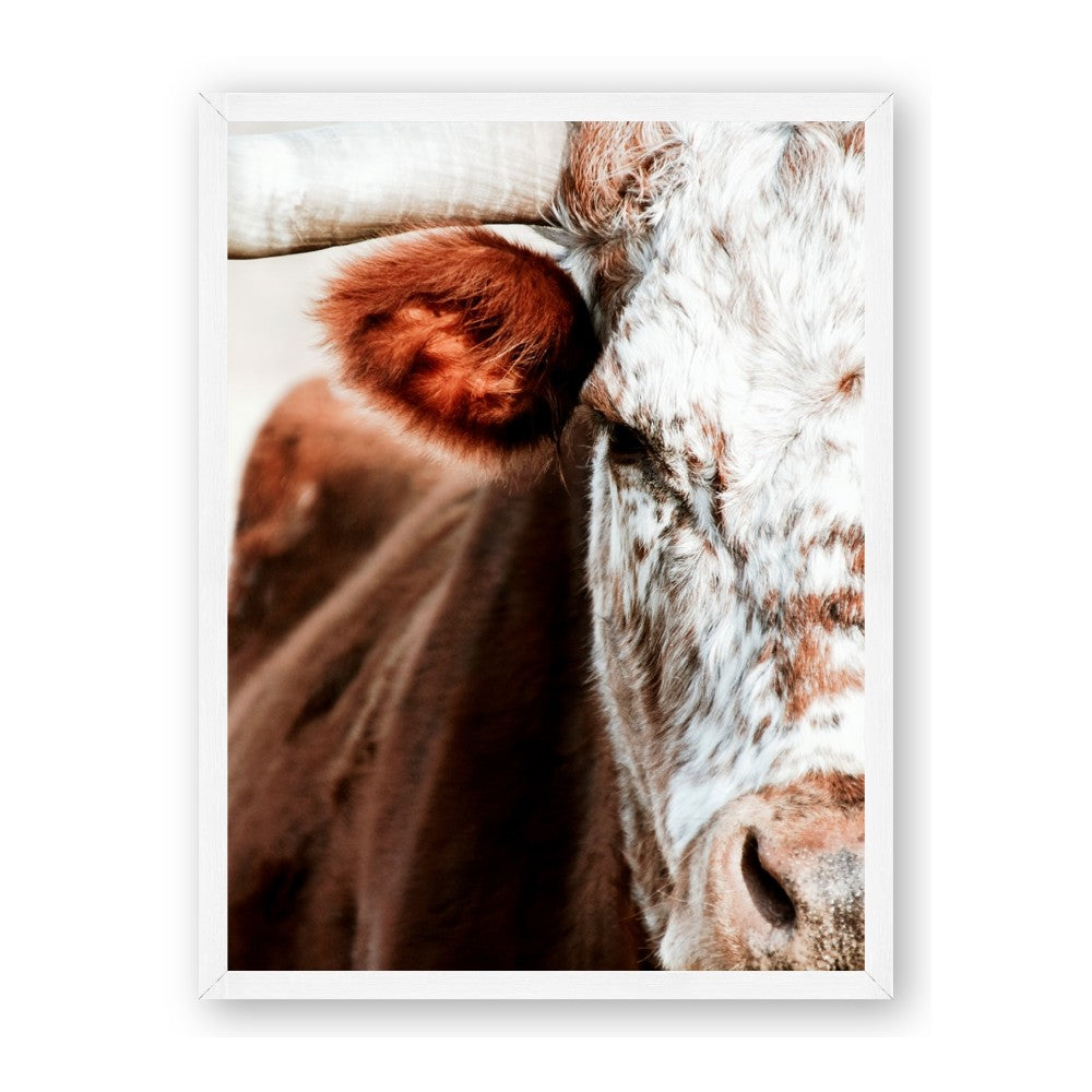 Brown & black Cattle