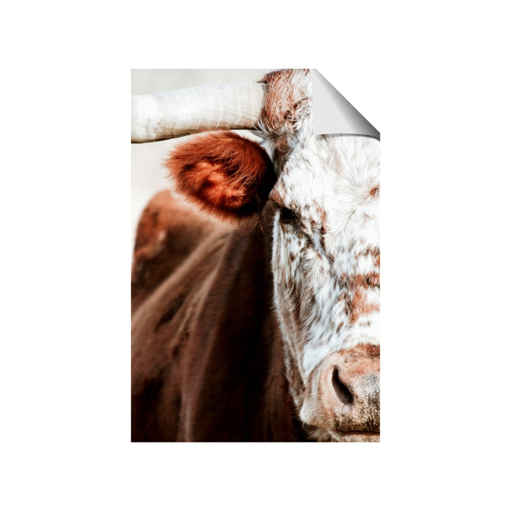 Brown & black Cattle