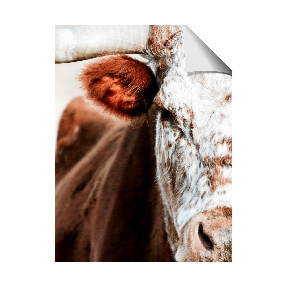Brown & black Cattle